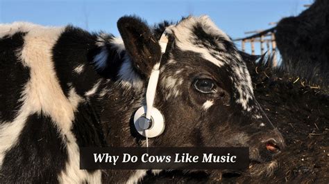 Do Cows Like Music: An Exploration of Cow's Perceptions and Responses to Melodic Patterns